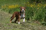 AMSTAFF ADULT 444